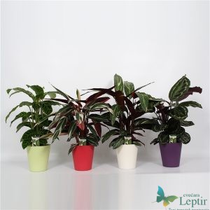 drachenbaum toom Dracaena marginata - Drachenbaum kaufen online
